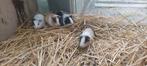 4 schattige baby cavia's, Cobaye, Plusieurs animaux
