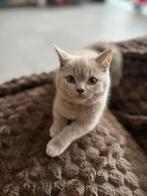 Britse korthaar, Poes, Gechipt, 0 tot 2 jaar