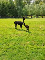 Alpaca merrie drachtig, Dieren en Toebehoren, Overige Dieren