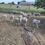 Ik heb 7 ,8,9,10 maanden oud, Vrouwelijk, Schaap
