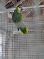 Blauwvoorhoofd amazone, Geringd