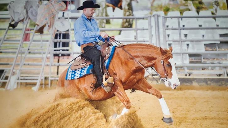 Quarter horse, Dieren en Toebehoren, Paarden, Hengst