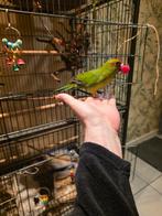 Kakariki man Rood voorhoofd, Dieren en Toebehoren, Vogels | Parkieten en Papegaaien, Geringd