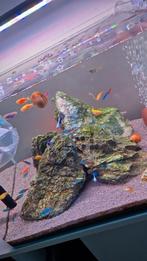 danio glow fish a vendre poisson aquarium, Vis