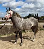 Prachtige 8-jarige Spaanse PP-rasechte ruin, Dieren en Toebehoren, Paarden, Gechipt, Ruin, M, Dressuurpaard