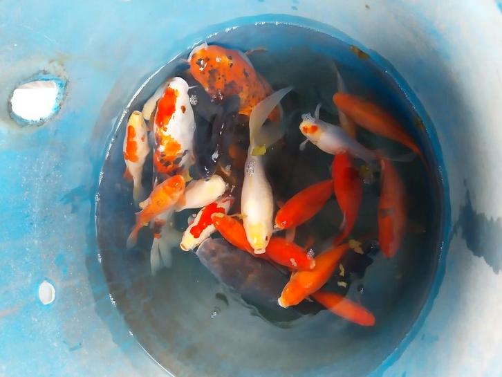 Koi vissen, Dieren en Toebehoren, Vissen | Vijvervissen