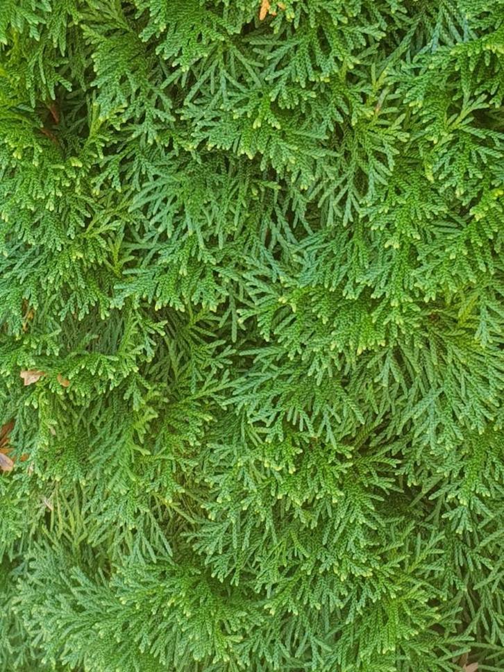 Thuja occidentalis Smaragd / Conifeer, Tuin en Terras, Planten | Struiken en Hagen, Haag, Conifeer, 100 tot 250 cm, Ophalen