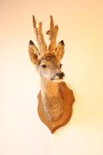 Taxidermie Opgezette Reeënkop met bastgewei, Ophalen of Verzenden, Gebruikt, Hert, Gewei of Kop