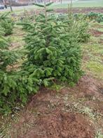 Mooie kerstbomen te koop, Diversen, Ophalen