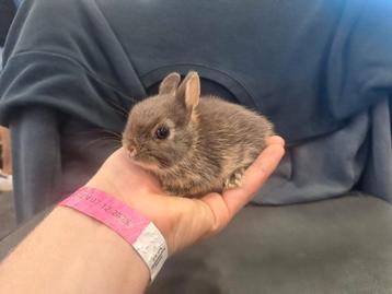 Jonge mini kleurdwerg konijntjes, 8weken oud, handtam beschikbaar voor biedingen