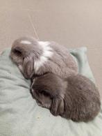 Mini lopjes, Dieren en Toebehoren