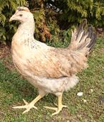 Groen/olijflegger kippen jonge hennen beschikbaar, Poule ou poulet, Femelle