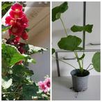 Plante de jardin, Jardin & Terrasse, Enlèvement