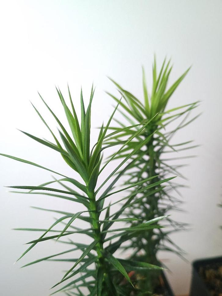 Araucaria angustifolia - Parana den - Brazilië, Huis en Inrichting, Kamerplanten, Bonsai, Minder dan 100 cm, Groene kamerplant