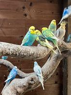 Grasparkieten, Animaux & Accessoires, Oiseaux | Perruches & Perroquets