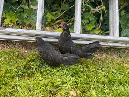 Koppel Jonge hollandse krielen, Dieren en Toebehoren, Pluimvee