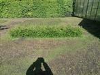 lonicera( vervanger buxus), Jardin & Terrasse, Plantes | Arbustes & Haies, Moins de 100 cm, Enlèvement, Buis, Haie