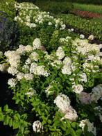 Pluimhortensia (Grandiflora  Bobo, Phantom, Limelight), Halfschaduw, Zomer, Vaste plant, Overige soorten