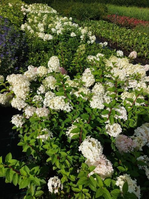 Pluimhortensia (Grandiflora  Bobo, Phantom, Limelight), Tuin en Terras, Planten | Tuinplanten, Vaste plant, Overige soorten, Halfschaduw