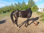 Opzoek naar een nieuwe thuis, Dieren en Toebehoren, Paarden, Hengst