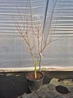 Acer palmatum Brown Sugar - Japanse esdoorn, Tuin en Terras, Ophalen