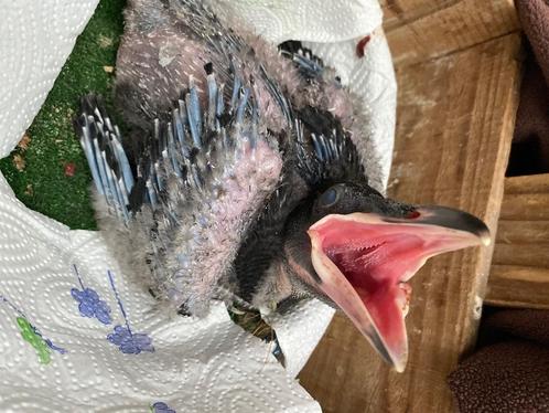 Raven jongen, Dieren en Toebehoren, Vogels | Overige Vogels, Roofvogel, Geslacht onbekend, Geringd