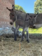 Ezel hengstje, Dieren en Toebehoren, Paarden