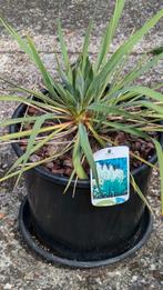 Yucca, Tuin en Terras, Ophalen
