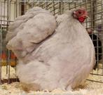 jonge dieren cochin kriel parelgrijs en splitten, Dieren en Toebehoren, Meerdere dieren, Kip