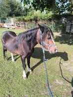 Welsh merrie te koop als gezelschap, Dieren en Toebehoren, Merrie