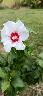 Hibiscus winterhard, Ophalen