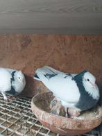Mooie koppel iranees hoogvlieger (50€per stuk), Dieren en Toebehoren, Vogels | Duiven