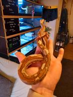 Koppel vpi/img bci boa's, Dieren en Toebehoren, Reptielen en Amfibieën, Slang, Met terrarium, 0 tot 2 jaar