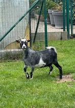 2 Geiten te koop, Dieren en Toebehoren, Schapen, Geiten en Varkens, Vrouwelijk, Geit