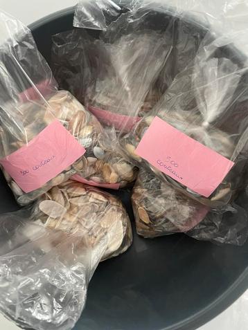 Schelpen voor papieren strandbloemen beschikbaar voor biedingen