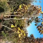 Catalpa bignonioided, Tuin en Terras, Planten | Bomen, Ophalen