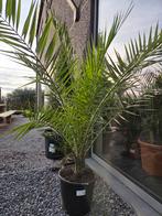 Palmboom Phoenix Canariensis - dadelpalm, Tuin en Terras, Ophalen, Palmboom