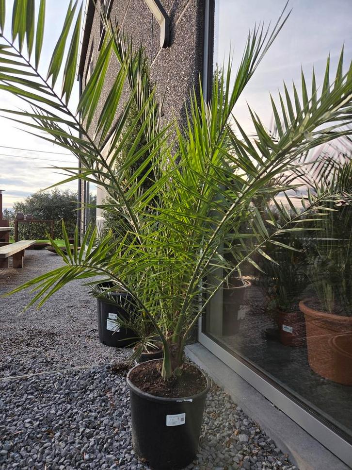 Palmboom Phoenix Canariensis - dadelpalm, Tuin en Terras, Planten | Bomen, Palmboom, Ophalen
