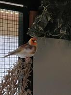 Chardonneret phaeo, Mâle