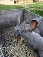 Vlaamse reus, Dieren en Toebehoren, Konijnen
