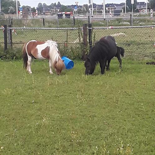 Drachtige shetlander merrie mini met hengst veulen aan de vo, Dieren en Toebehoren, Pony's, Merrie, Niet van toepassing, A pony (tot 1.17m)