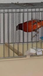 Métisse tarin du Venezuela canari raza sa reproducteur, Dieren en Toebehoren, Vogels | Kanaries