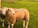 Trouvez un mouton à l'Exel, agneau éperonné, anglais, frança, Mouton, Plusieurs animaux, 0 à 2 ans