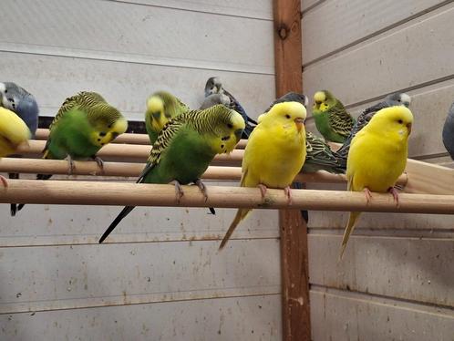 GRASPARKIETEN  KOPPELS  2023 - 2024 + JONGE 2025, Dieren en Toebehoren, Vogels | Parkieten en Papegaaien, Parkiet, Meerdere dieren