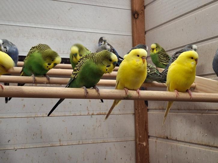 GRASPARKIETEN   2025, Dieren en Toebehoren, Vogels | Parkieten en Papegaaien, Parkiet, Meerdere dieren, Geringd