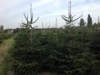 Kerstbomen (3770 Riemst, tegen Maastricht), Tuin en Terras, Planten | Bomen, Ophalen, In pot, Overige soorten, 100 tot 250 cm