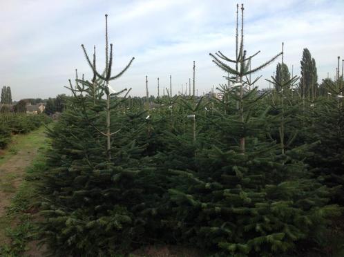 Kerstbomen (3770 Riemst, tegen Maastricht), Tuin en Terras, Planten | Bomen, Overige soorten, 100 tot 250 cm, In pot, Ophalen