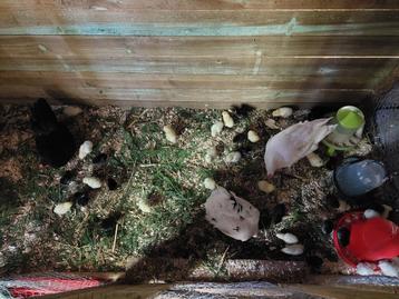 Poussins élevés par poules à vendre