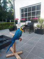 Tamme geelblauwe ara geringd en mannelijk, Dieren en Toebehoren, Mannelijk, Papegaai, Pratend