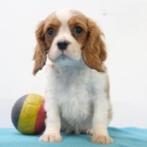 Cavalier King Charles - Belgische pups te koop, Dieren en Toebehoren, Honden | Chihuahua's en Gezelschapshonden, België, CDV (hondenziekte)